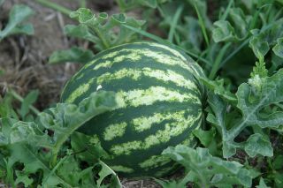 Arbuz, Kawon Klondike - późny