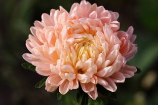 Aster Duchesse łososiowy