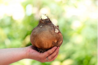 Hipeastrum - Amarylis - Różowy - cebulka GIGANT