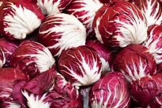 Cykoria sałatowa radicchio Palla Rossa 3 - 360 nasion