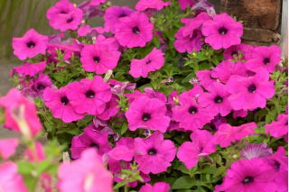 Petunia ogrodowa - Kaskada różowa - 160 nasion