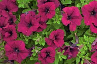 Petunia wielkokwiatowa - wiśniowa - 80 nasion