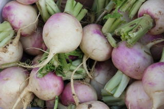 Rzepa pastewna Rogowska - 100 g