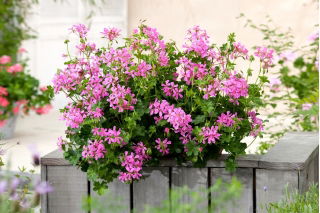 Pelargonia bluszczolistna Fuchsia F1 - fioletowa