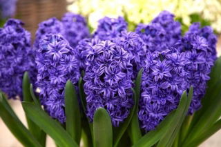 Hiacynt Royal Navy - pełny - duża paczka! - 30 szt.