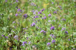Lucerna siewna Felsy - 1 kg