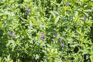 Lucerna siewna Felsy - 1 kg