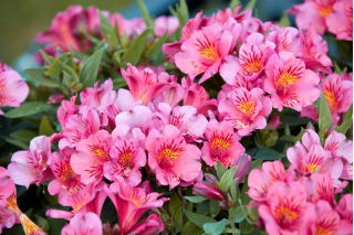 Alstremeria - Alstroemeria Roze - GIGA paczka! - 50 szt.