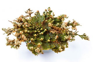 Róża jerychońska - Rose of Jericho - GIGA paczka! - 50 szt.