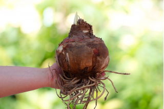 Hipeastrum - Amarylis - Biały - cebula GIGANT - GIGA paczka! - 10 cebul