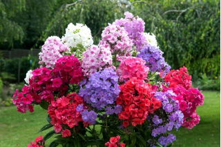 Floks (Phlox) - Płomyk wiechowaty - mix - GIGA paczka! - 50 szt.