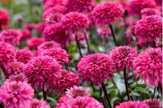 Jeżówka pełna - Blackberry Truffle - GIGA paczka! - 50 szt.