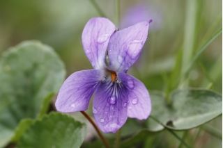 Fiołek Wonny ( Viola Odorata ) - 120 nasion