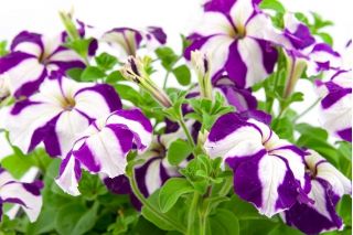 Petunia niska gwieździsta - 800 nasion