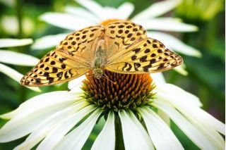Rudbekia purpurowa o kwiatach białych - 150 nasion