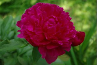 Piwonia, Paeonia - Madame Gaaudichau - 1 kłącze