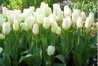 Tulipan niski White Purissima - 5 cebulek