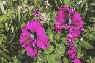 Petunia o kwiatach strzępiastych - różowa - 80 nasion