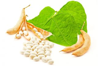 Fasola Coco Nain Blanc Précoce - białe, kuliste nasiona