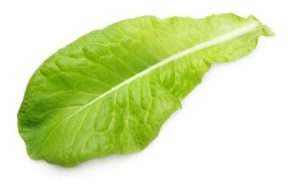 Baby Leaf - Sałata rzymska Parris Island cos