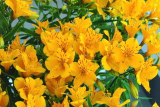 Alstremeria - Alstroemeria Lutea - GIGA paczka! - 50 szt.