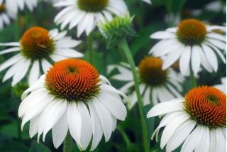 Rudbekia purpurowa o kwiatach białych - 150 nasion