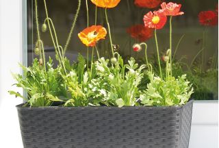 Doniczka podłużna z podstawką Ratolla - 39 x 15 cm - biała - Prosperplast