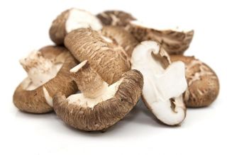 Shiitake - Duża paczka - 100 szt. - grzybnia na kołkach