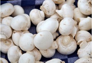 Pieczarka biała i brązowa - zestaw 2 w 1 do uprawy w domu i ogrodzie - 10 kg