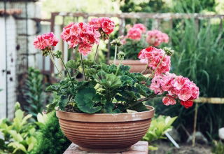 Pelargonia łososioworóżowa z czerwonymi plamkami Raspberry Ripple - pstra - 6 nasion