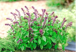 Bazylia waniliowa - Blue Spice - 650 nasion