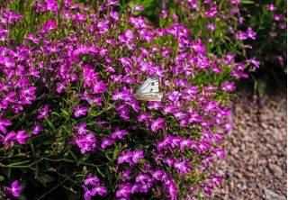 Lobelia fioletowa Mitternachtsblau - 6400 nasion