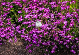 Lobelia fioletowa Mitternachtsblau - 6400 nasion