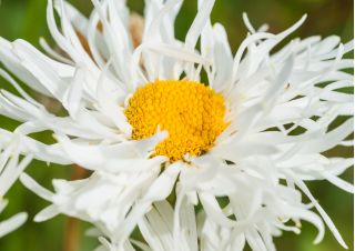 Złocień o kwiatach półpełnych Crazy Daisy - 160 nasion