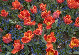 Tulipan Prinses Irene Parrot - opak. 5 szt.