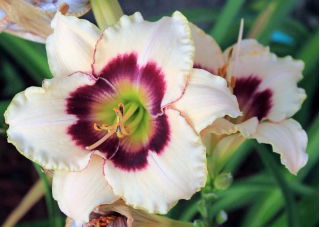 Liliowiec Blueberry Candy - GIGA paczka! - 50 szt.