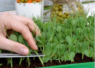 Microgreens - Groch Boogie - młode listki o unikalnym smaku