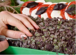 Microgreens - Bazylia właściwa czerwona Dark Opal - młode listki o unikalnym smaku - 1950 nasion