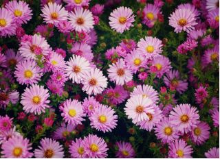 Aster alpejski - mieszanka - 240 nasion