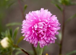 Aster chryzantemowy Beryl - różowy - 250 nasion