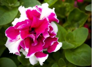 Petunia o kwiatach pełnych - 50 nasion