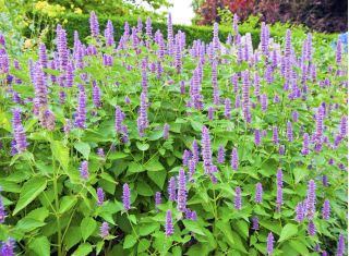 Agastache, Kłosowiec - 210 nasion