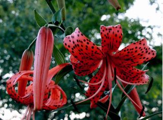 Lilia tygrysia - Red Tiger - 1 cebula