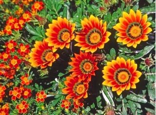 Gazania błyszcząca - 250 nasion