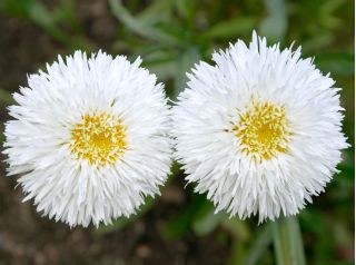 Złocień o kwiatach półpełnych Crazy Daisy - 160 nasion