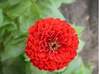 Cynia wytworna karłowa Liliputek czerwona