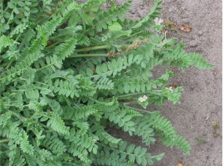 Seradela Emena - 5 kg