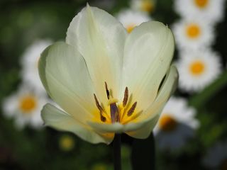 Tulipan niski White Purissima - 5 cebulek