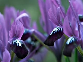 Irys Purple Gem - 10 cebulek