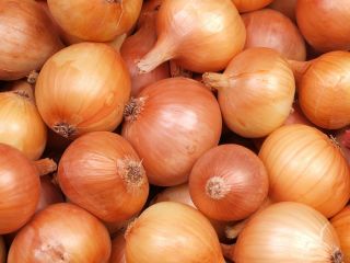 BIO Cebula Density 5 - Certyfikowane nasiona ekologiczne - 500 nasion